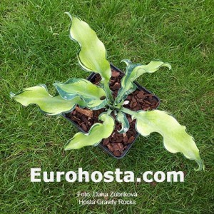 Hosta Gravity Rocks 