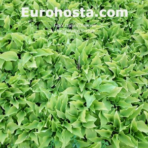 Hosta Hydon Sunset - Eurohosta