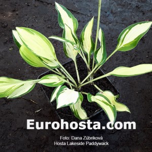 Hosta Lakeside Paddywack