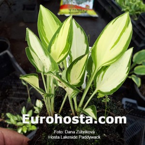 Hosta Lakeside Paddywack