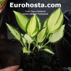 Hosta Lakeside Paddywack