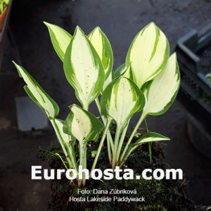 Hosta Lakeside Paddywack