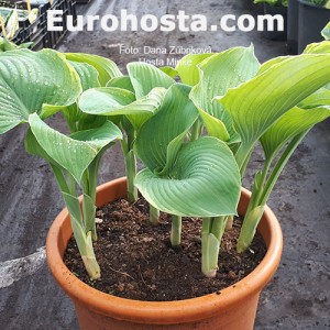 Hosta Minke