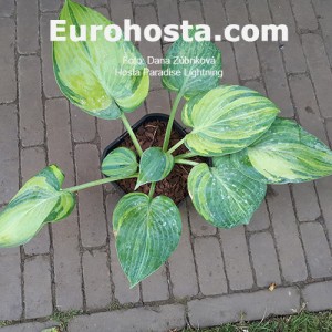 Hosta Paradise Lightning