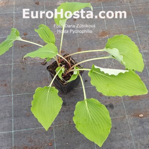 Hosta Pycnophylla