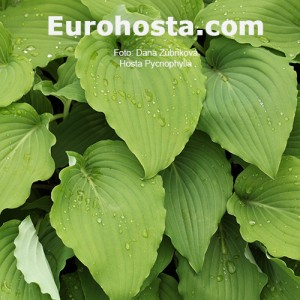 Hosta Pycnophylla