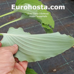 Hosta Pycnophylla