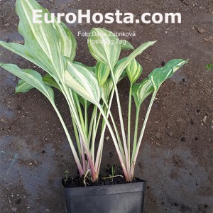 Hosta Zig Zag