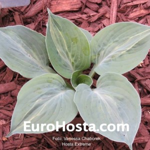 Hosta Extreme - Eurohosta