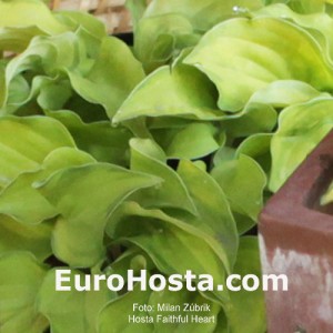 Hosta Faithful Heart