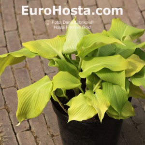 Hosta Flemish Gold