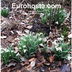 galanthus flore pleno