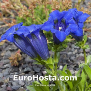 Gentiana acaulis