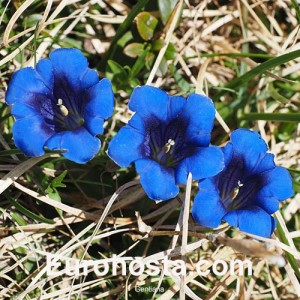 Gentiana acaulis