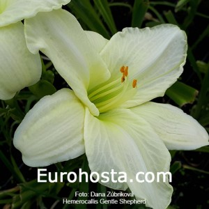 Hemerocallis Gentle Shepherd 