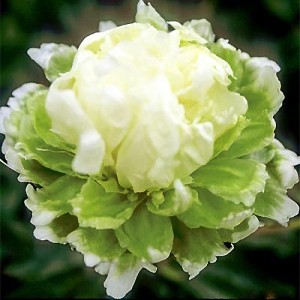 Paeonia Green Halo 