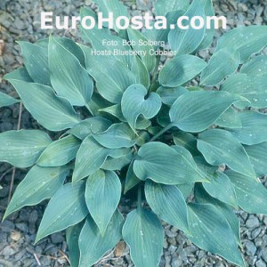 Hosta Blueberry Cobbler