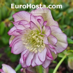 Helleborus MIX