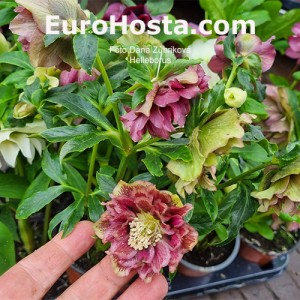 Helleborus MIX