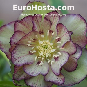 Helleborus Double Ellen Green Picotee 