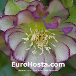 Helleborus Double Ellen Green Picotee 