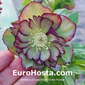 Helleborus Double Ellen Green Picotee 