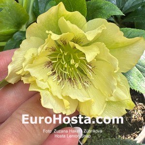 Helleborus orientalis Double Ellen Yellow