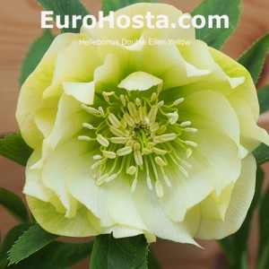 Helleborus orientalis Double Ellen Yellow