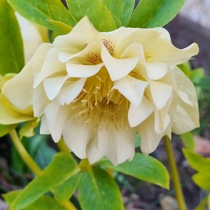 Helleborus orientalis Double Ellen Yellow