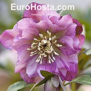 Helleborus Double Ellen Pink Shades 