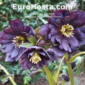 Helleborus Double Ellen Purple