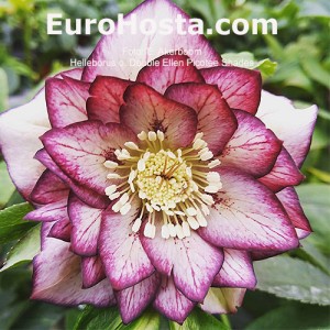 Helleborus Double Ellen Picotee Shades