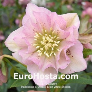 Helleborus Double Ellen Pink Shades 