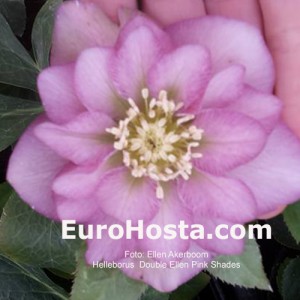 Helleborus Double Ellen Pink Shades 