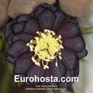 Helleborus Double Ellen Purple Shades