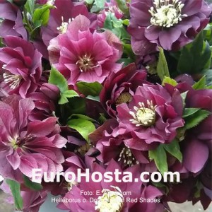 Helleborus orientalis Double Ellen Red Shades