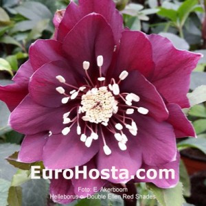 Helleborus orientalis Double Ellen Red Shades