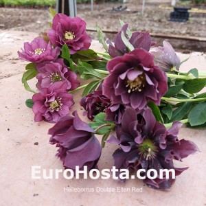 Helleborus orientalis Double Ellen Red Shades