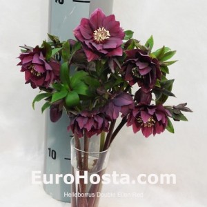 Helleborus orientalis Double Ellen Red Shades