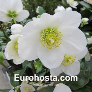 Helleborus orientalis Niger