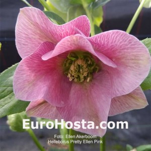 Helleborus Pretty Ellen Pink