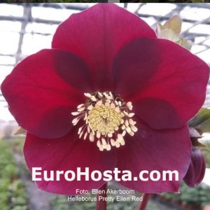 Helleborus Pretty Ellen Red