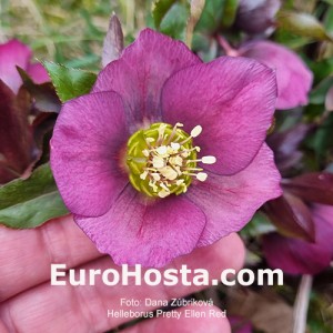 Helleborus Pretty Ellen Red