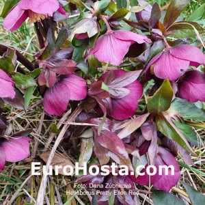 Helleborus Pretty Ellen Red