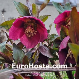 Helleborus Pretty Ellen Red