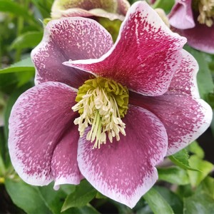 Helleborus Pretty Ellen Spotted