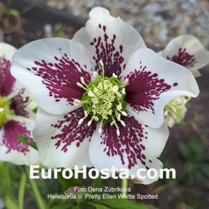 Helleborus Pretty Ellen White Spotted