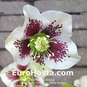 Helleborus Pretty Ellen White Spotted