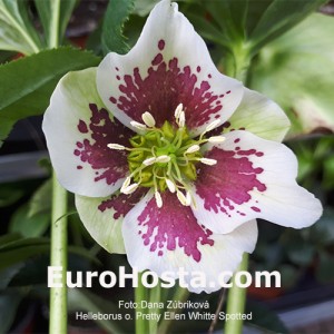 Helleborus Pretty Ellen White Spotted