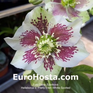 Helleborus Pretty Ellen White Spotted